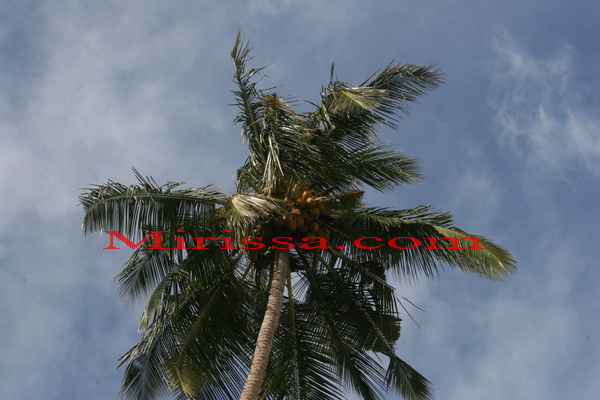 Mirissa Beach and parrot Rock